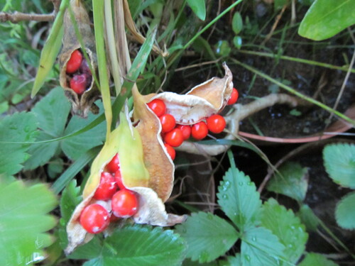 Iris foetidissima