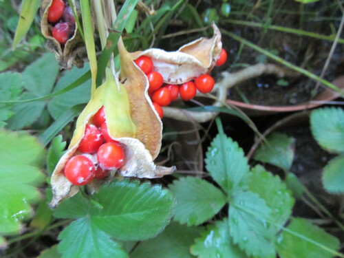 Iris foetidissima