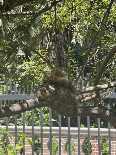 Eastern Fox Squirrel observed by brianhof