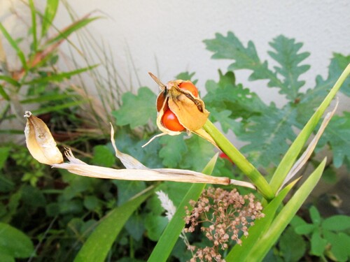 Iris foetidissima