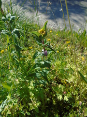Hypericum perfoliatum