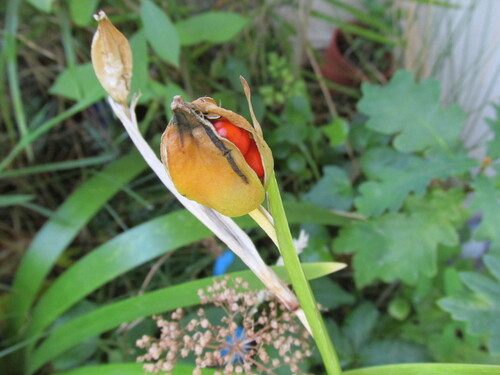 Iris foetidissima