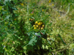 Hypericum perfoliatum