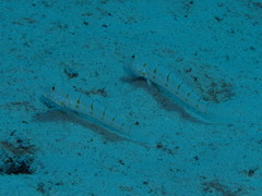 Valenciennea puellaris