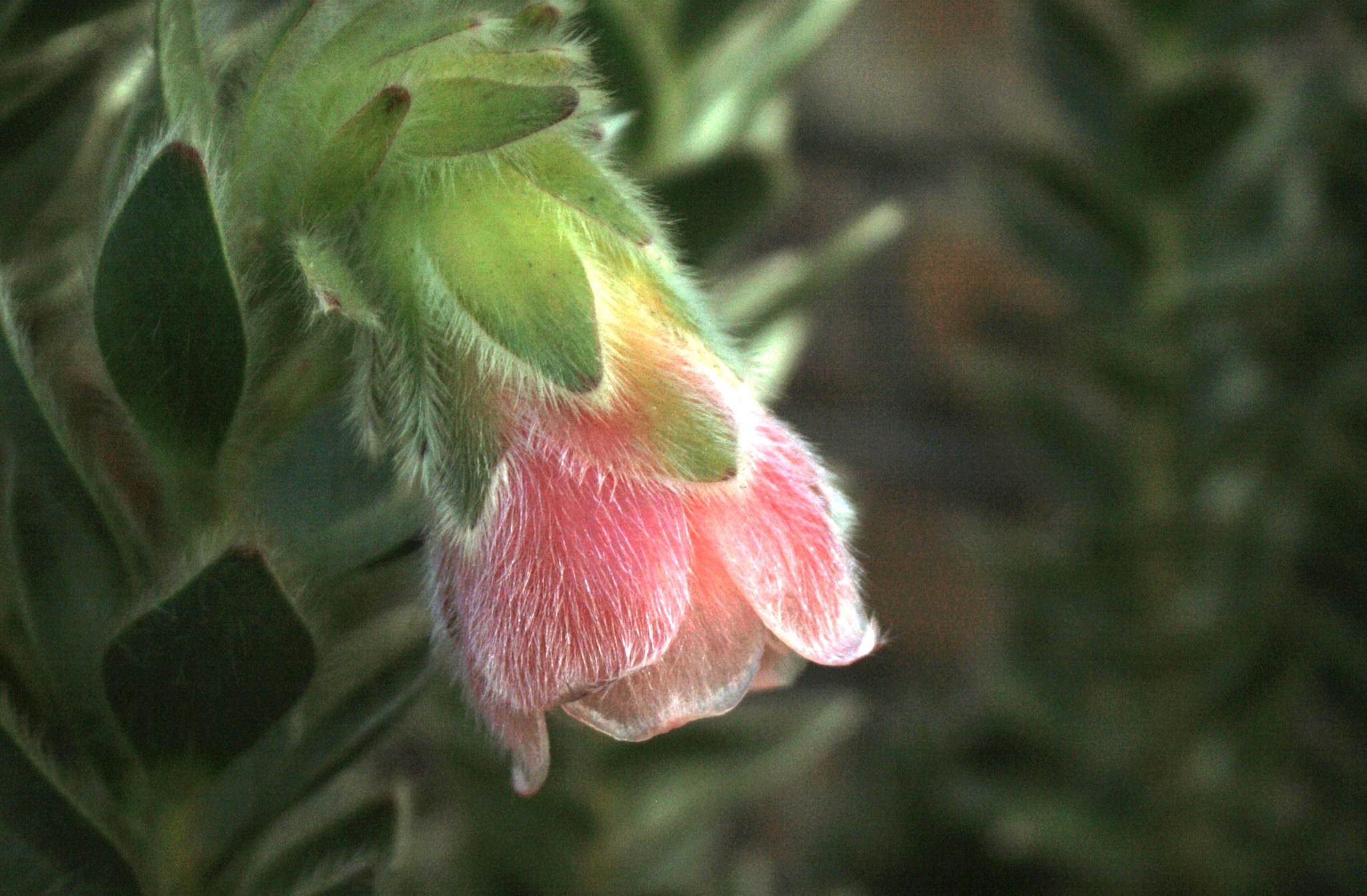 Orothamnus zeyheri