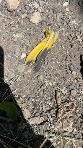 iNaturalist observation photo of Bullock's Oriole