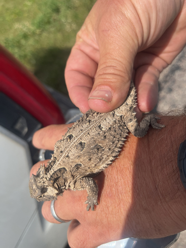 Texas Horned Lizard observed by dkwalkup