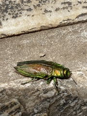 Chrysochroini