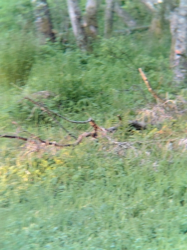 Fieldfare