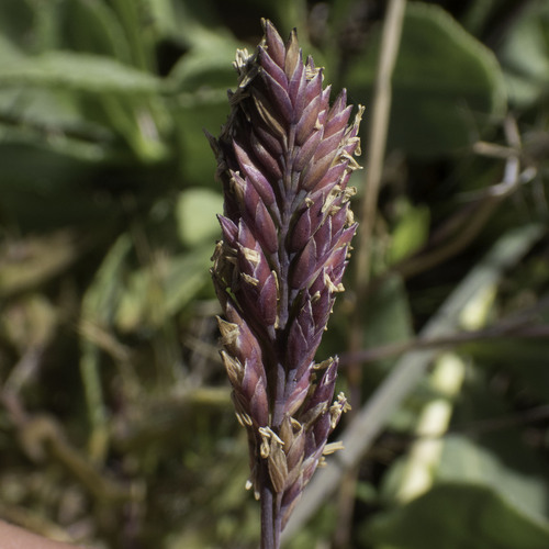 Poa unilateralis, 2026-06-01