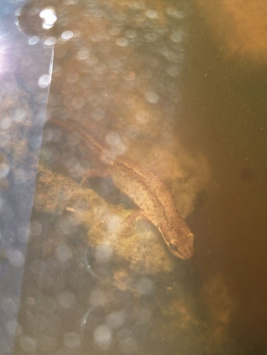 Smooth Newt