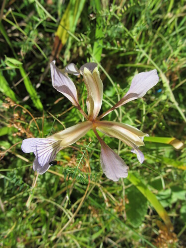 Iris foetidissima