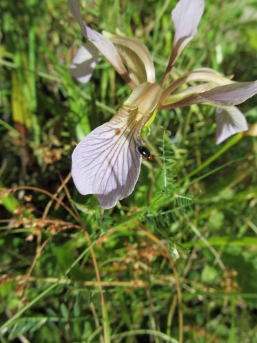 Iris foetidissima