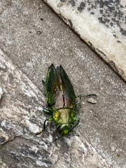 Chrysochroini