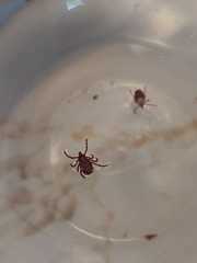 Dermacentor variabilis