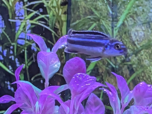 Bluegray mbuna (Pseudotropheus johannii) — Cichlidae — 4