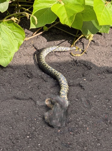 Black Kingsnake