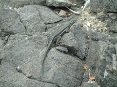 Microlophus atacamensis