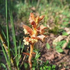 author not stated, no rights reserved Orobanche teucrii, photograph author not stated, no rights reserved