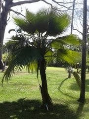 Pritchardia beccariana