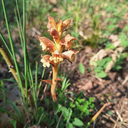 Orobanche teucrii, photograph 6