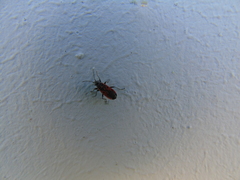 Melanocoryphus tristrami