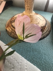 Oenothera speciosa