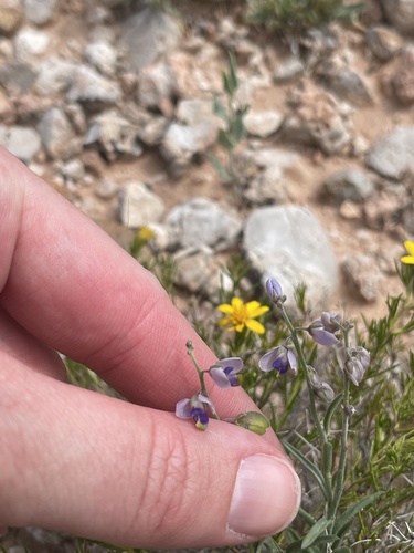 Blue Milkwort