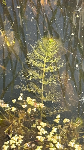 Utricularia vulgaris L. 2
