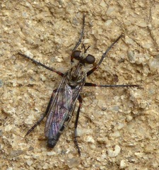 Lestomyia