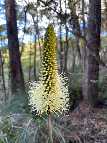Xanthorrhoea macronema