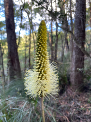 Xanthorrhoea macronema