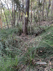 (c) Samuel Frankel, some rights reserved (CC BY) Xanthorrhoea macronema, photograph (c) Samuel Frankel, some rights reserved (CC BY)