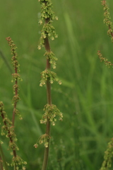 Rumex gmelinii