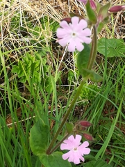 Melandrium