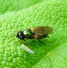 Chloromyia