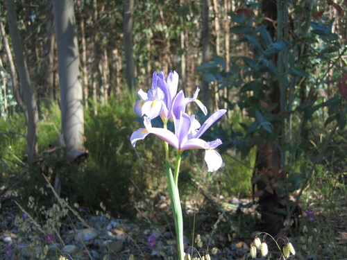 Spanish iris (Iris xiphium)