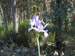 Iris xiphium, photograph (c) zebedeugalinha, some rights reserved (CC BY)