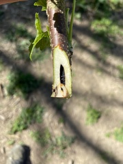 Synanthedon tipuliformis