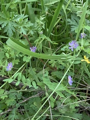 Nemophila phacelioides