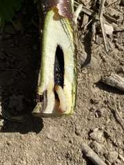 Synanthedon tipuliformis