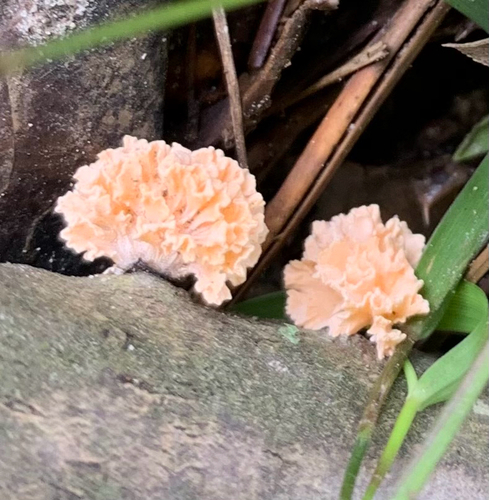 Xylaria flabelliformis