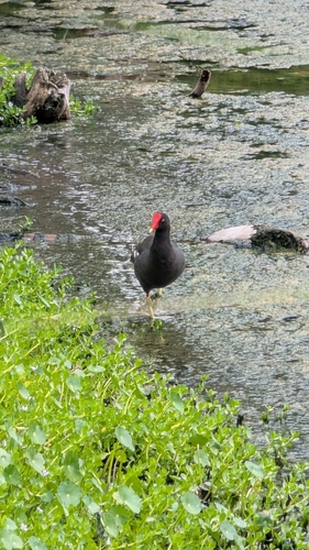 Common Gallinule observed by emerbeeology