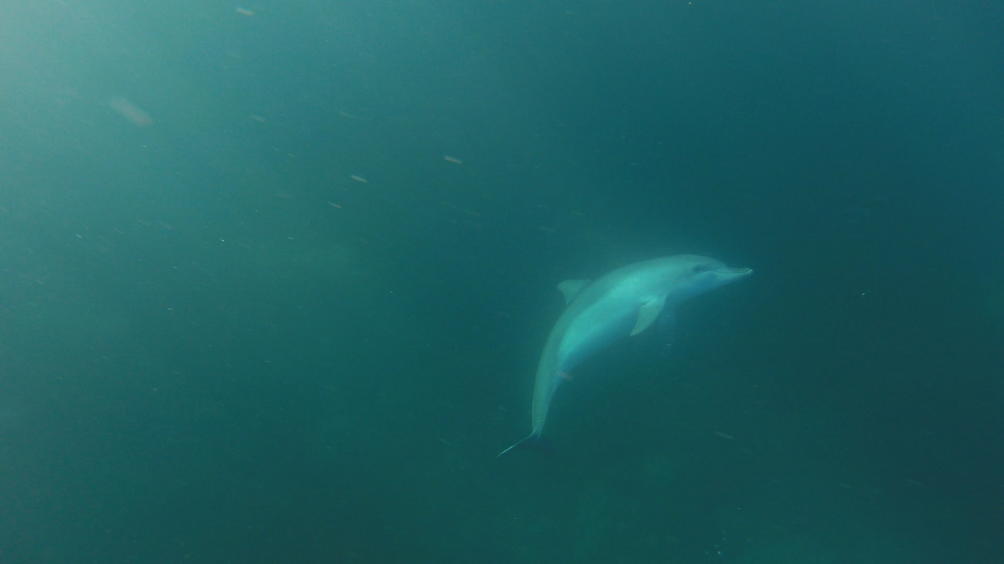 Tursiops aduncus<br>27 April, 2025