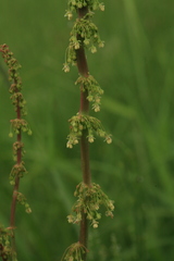 Rumex gmelinii