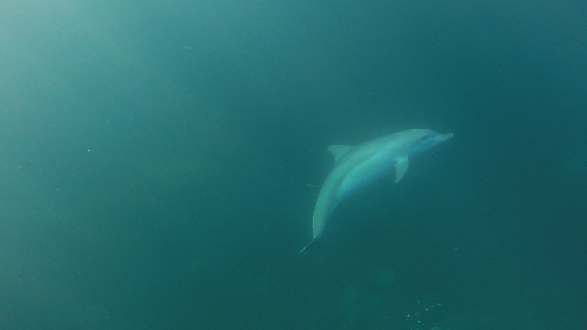 Tursiops aduncus<br>27 April, 2025