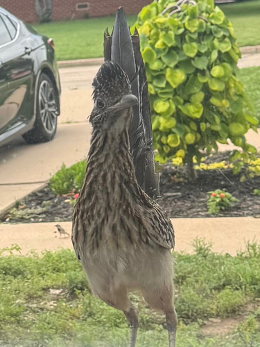 Greater Roadrunner observed by hc_13