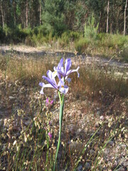 Iris xiphium, photograph (c) zebedeugalinha, some rights reserved (CC BY)