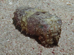 Sepia prashadi