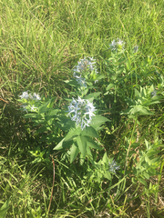Amsonia